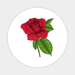 Red rose Magnet